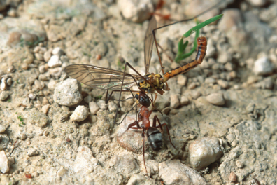 Vivre en société - les fourmis rousses - La recherche de nourriture - 8mn 22s